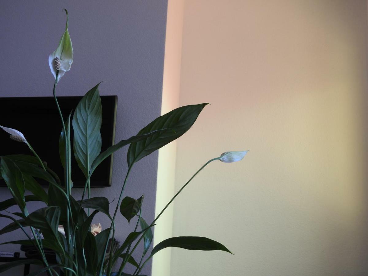 Apartment Antonela Slatine Εξωτερικό φωτογραφία